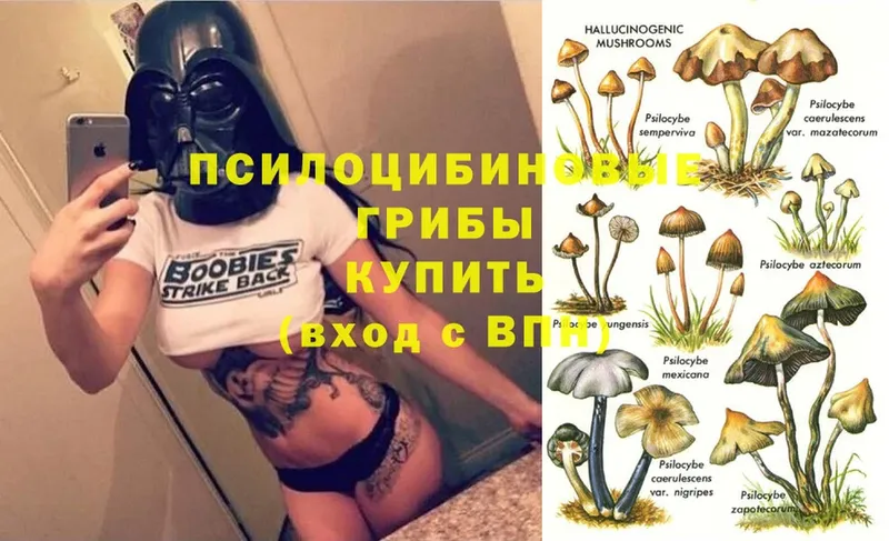 omg сайт  Зуевка  Псилоцибиновые грибы MAGIC MUSHROOMS 